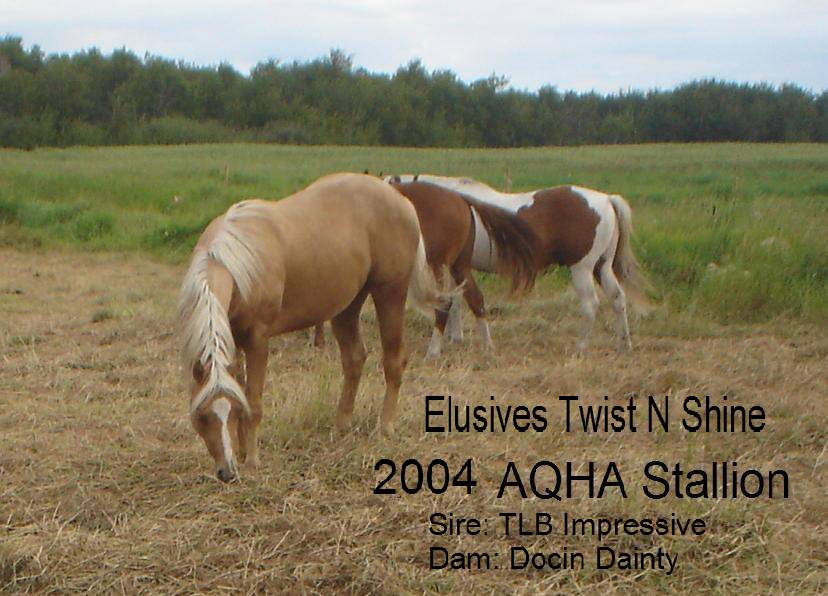 elussivestwistnshine.jpg